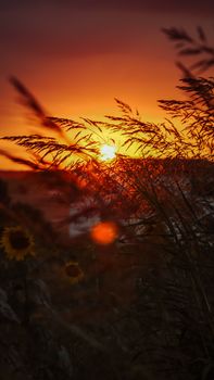 Sunset casting vibrant hues over a field of sunflowers, creating a serene natural scene.