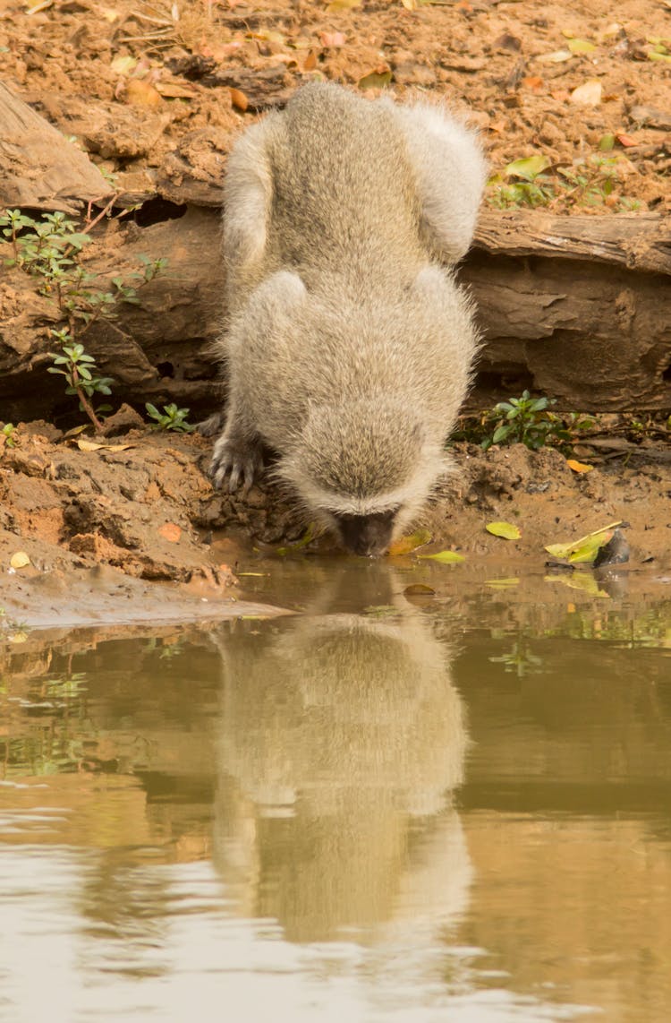 A Monkey Drinking Water 