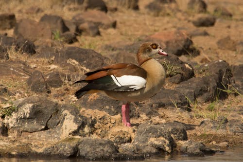 Close-Up Shot of an Egyptian Goose 