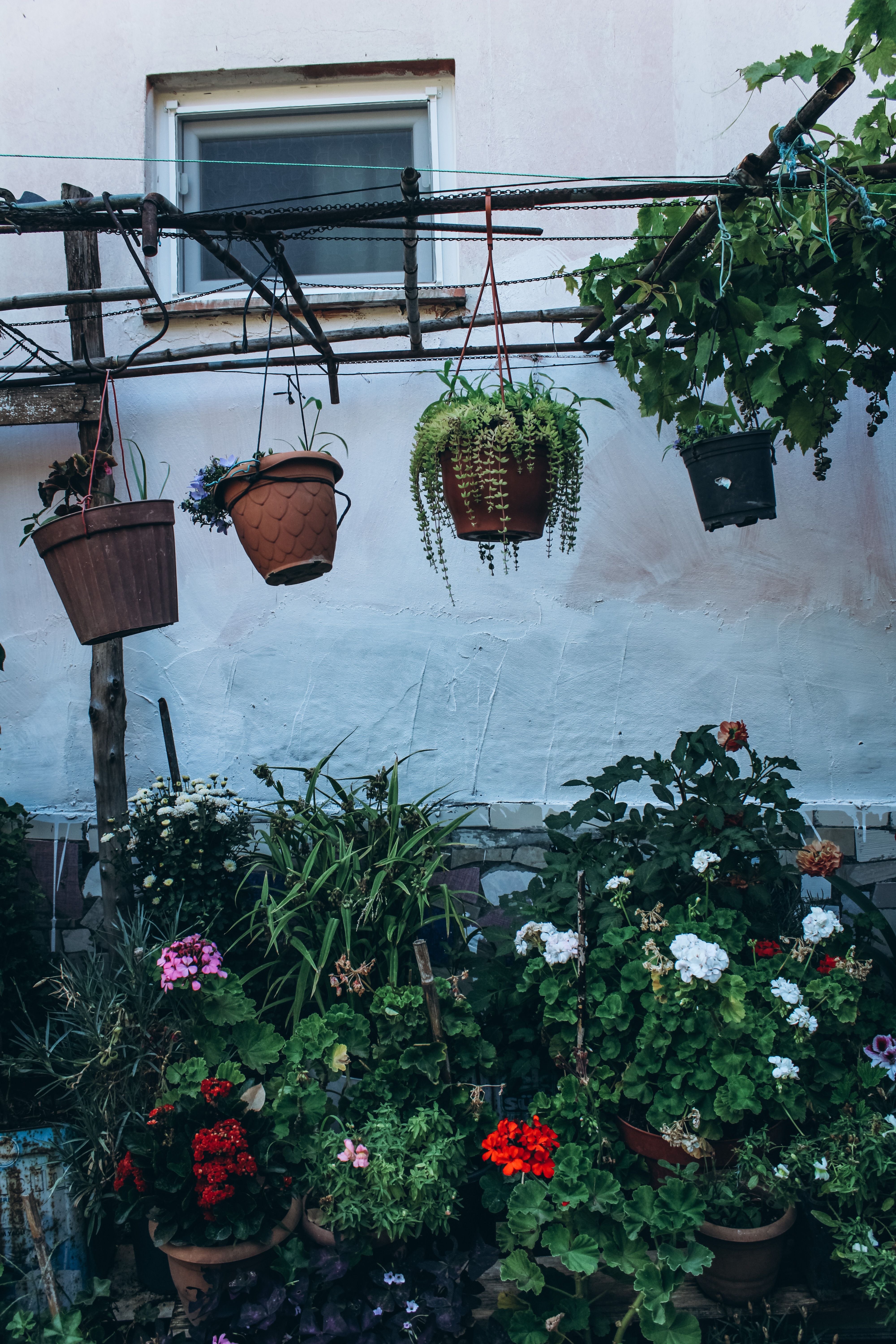 Backyard with hanging plants