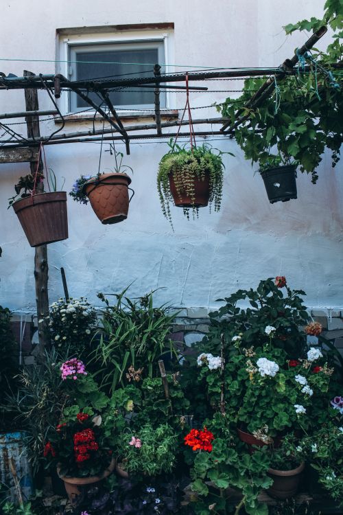 Free Vibrant hanging plants adorn a lush backyard garden with blooming flowers. Stock Photo