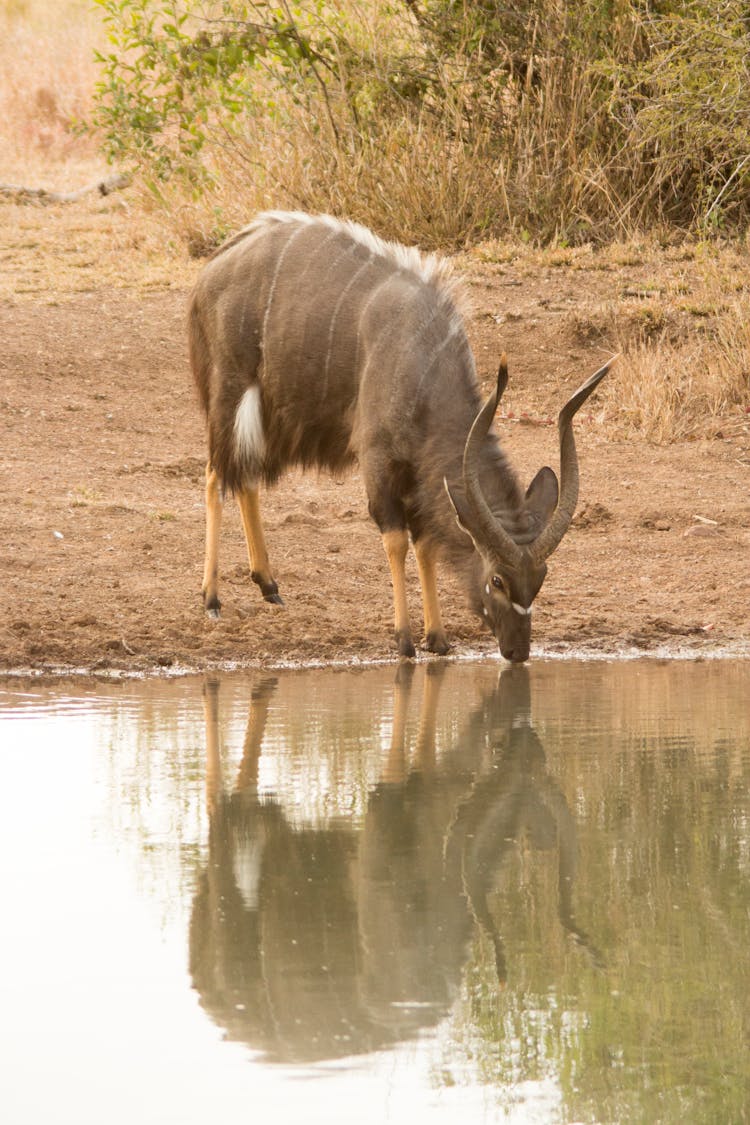 Photograph Of A Nyala Drinking Water