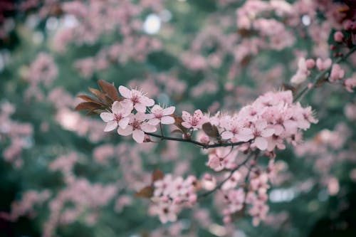 꽃, 꽃 사진, 꽃이 피는의 무료 스톡 사진