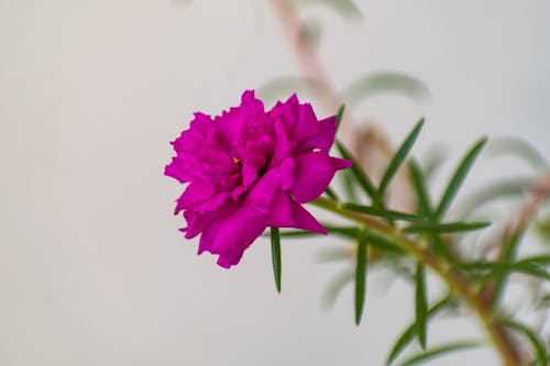 Gratis stockfoto met bloeien, bloem, bloem fotografie