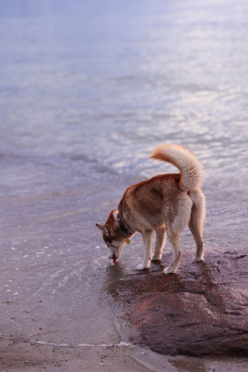 Free A Siberian Husky drinking from the shoreline on a beach under a clear sky. Stock Photo