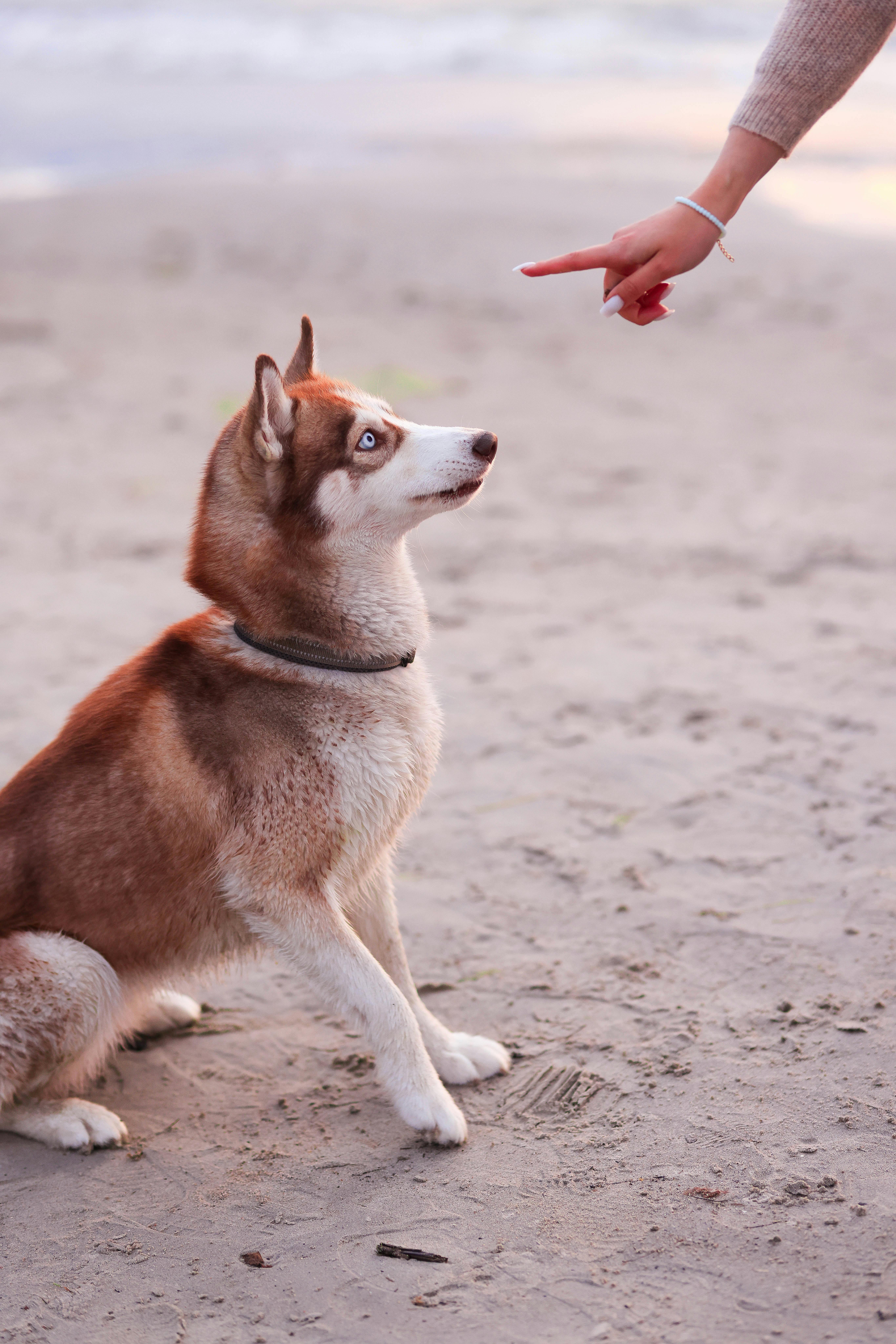 Free A Siberian Husky sits attentively on sandy ground, responding to a human's training gesture. Stock Photo