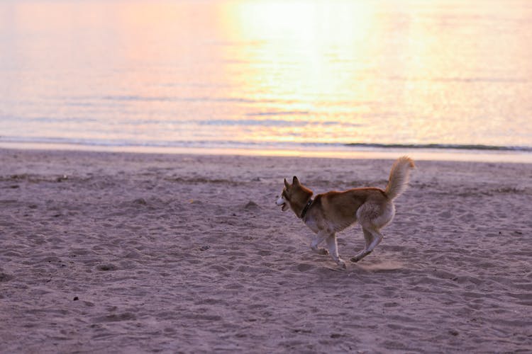 Dog Running On Beach On Dusk