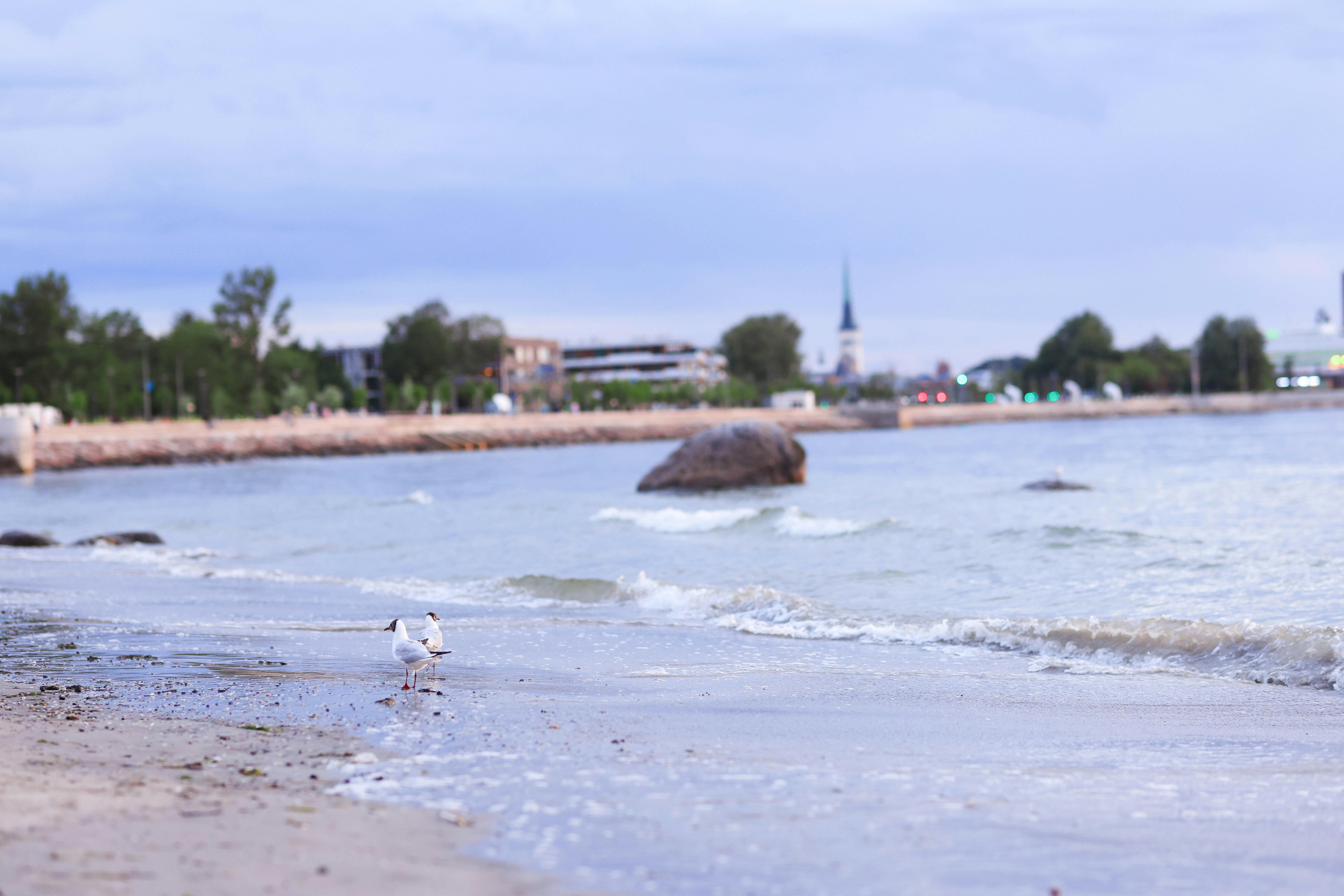 Ingyenes stockfotó @szabadtéri, Balti-tenger, canon eos témában Stockfotó