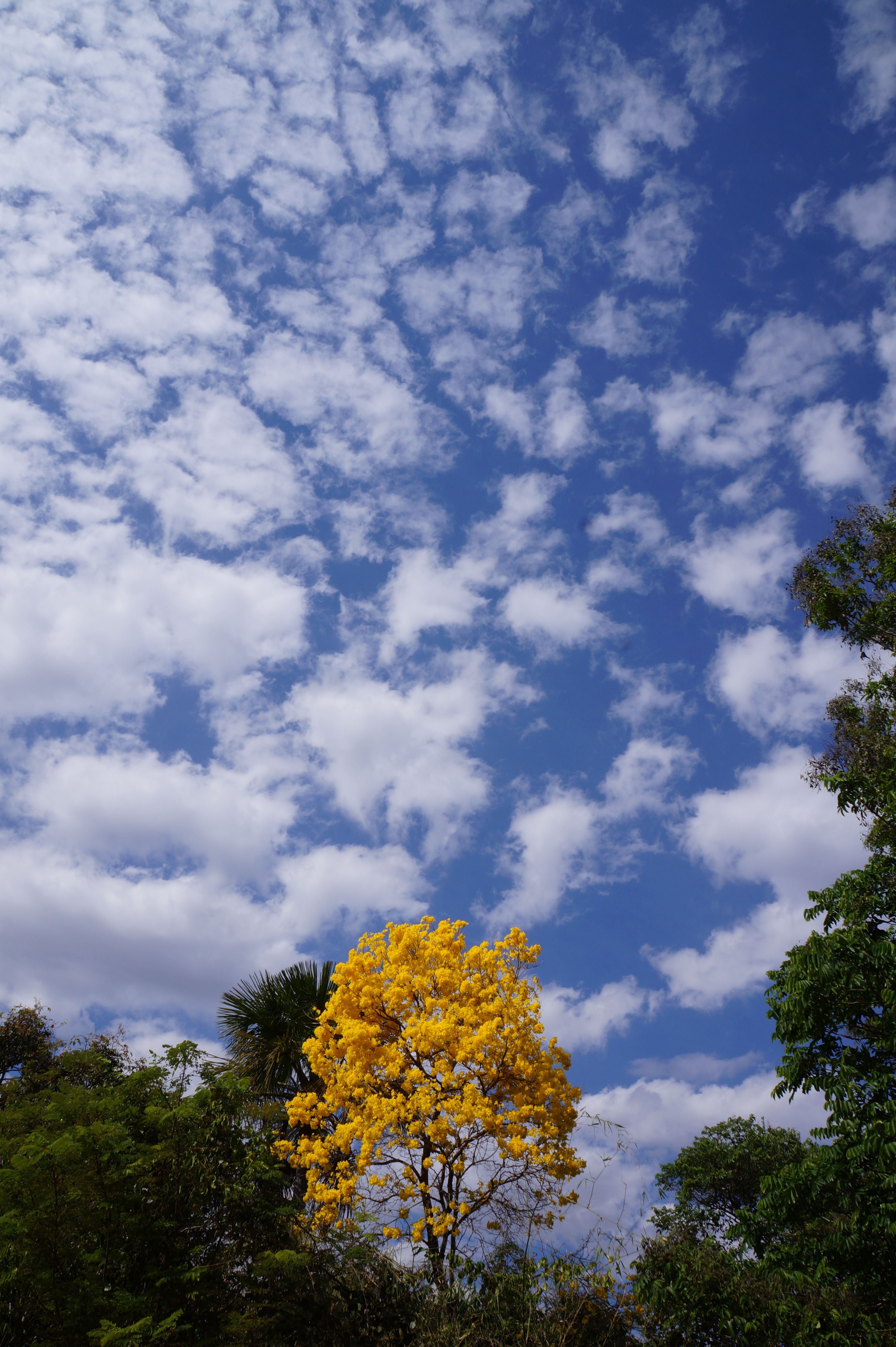 Green Trees Under White Clouds and Blue Sky · Free Stock Photo