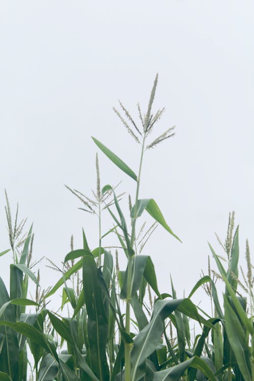 Green Corn Plant Under White Sky