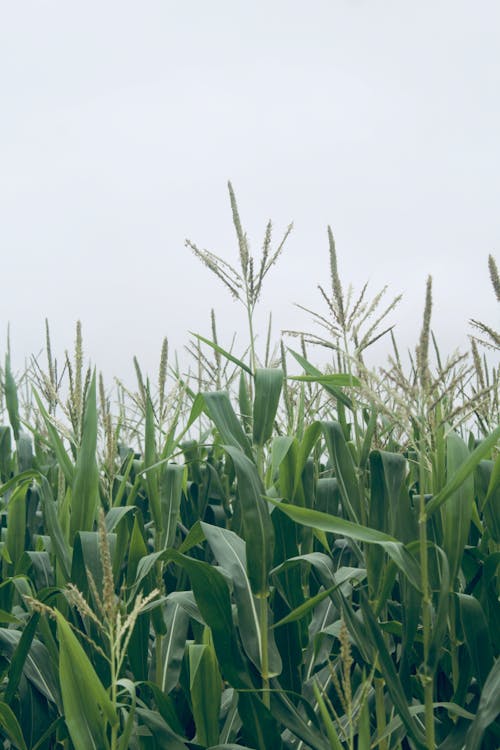 Photo of a Corn Field 