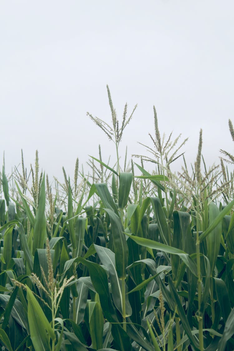 Photo Of A Corn Field 