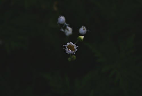 White Petaled Flower in Selective Focus Photography