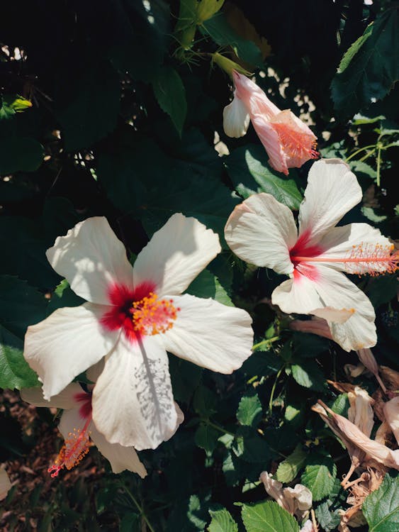 Základová fotografie zdarma na téma bloomimg, ibišku, jaro