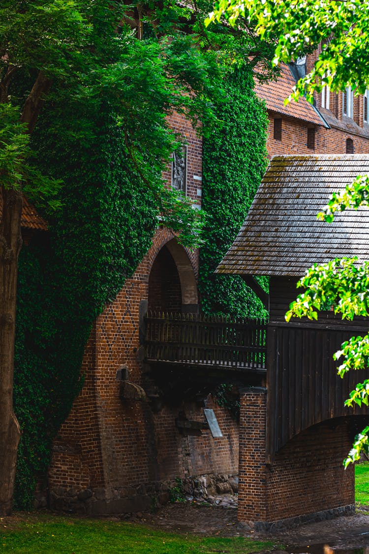 Green Vines On Brick Building