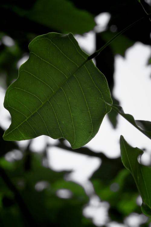 Green Leaf in Close Up Photography