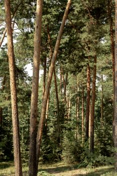 A serene view of tall pine trees in a lush forest during the day.