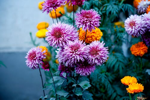 免费 紫色小花的选择性聚焦摄影 素材图片