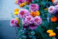 夏季花园中盛开的菊花和万寿菊的彩色特写