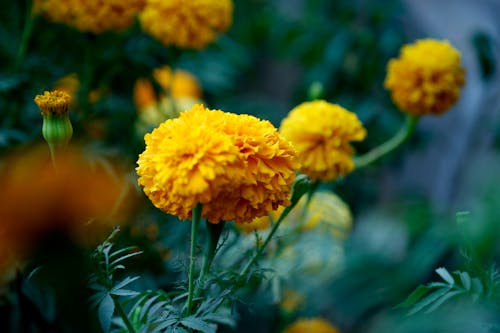 Closeup Photo of Yellow Marigold Flowers
