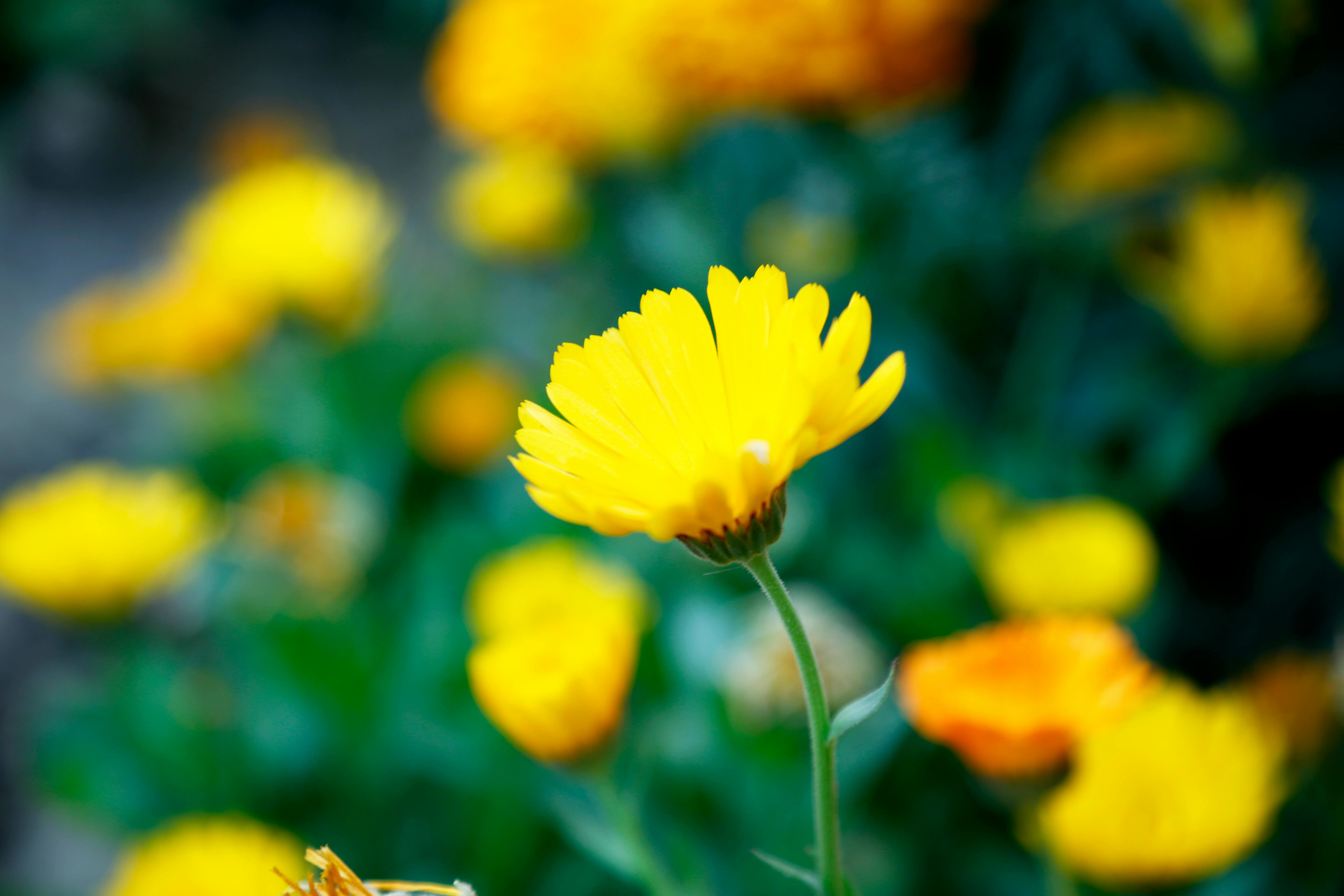 すべての花の画像 ぜいたく壁紙 植物