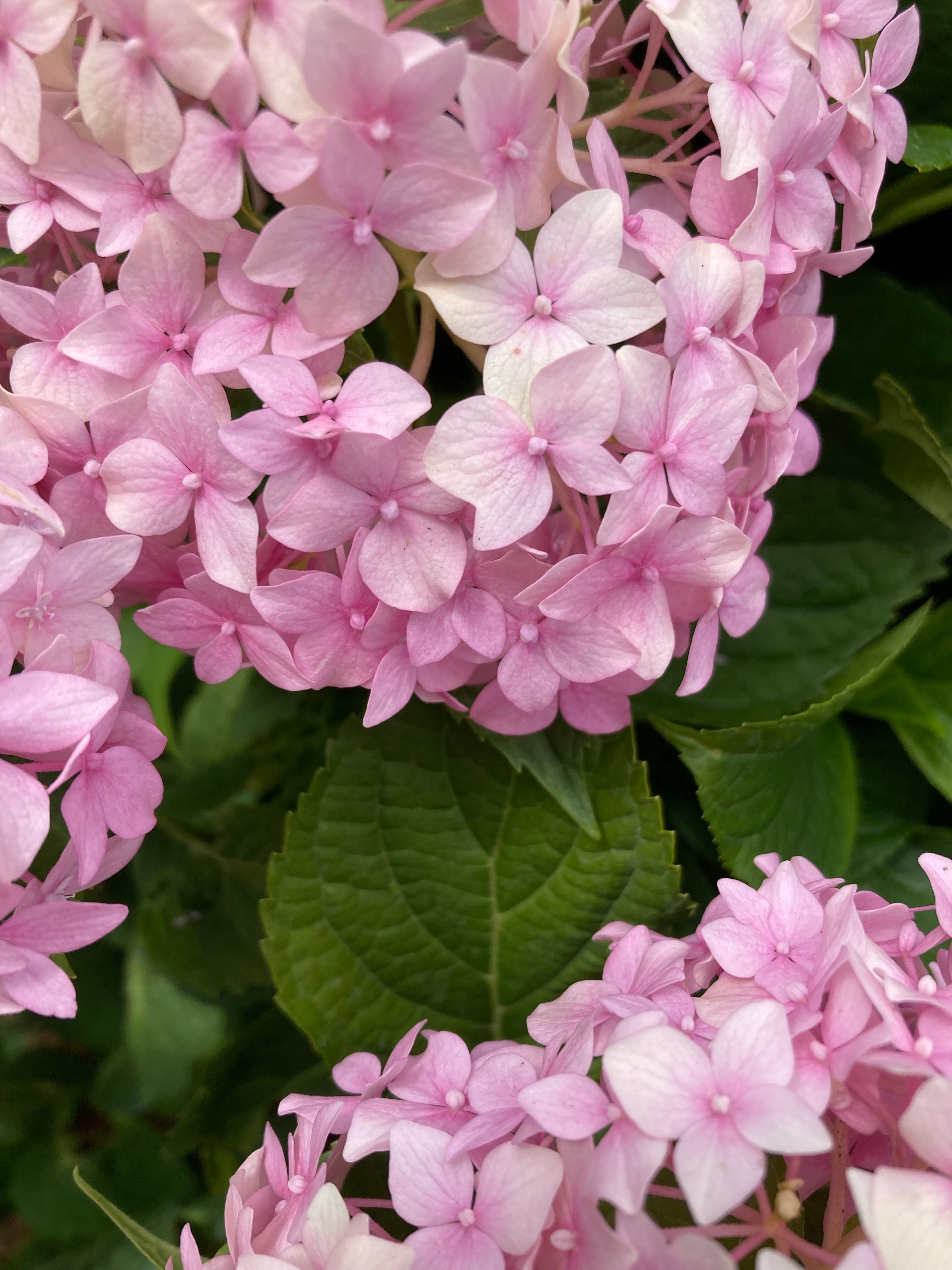 Pink Flowers in Close Up Photography · Free Stock Photo
