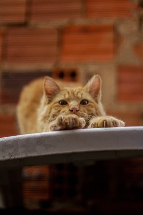 Close-Up Shot of a Tabby Cat 