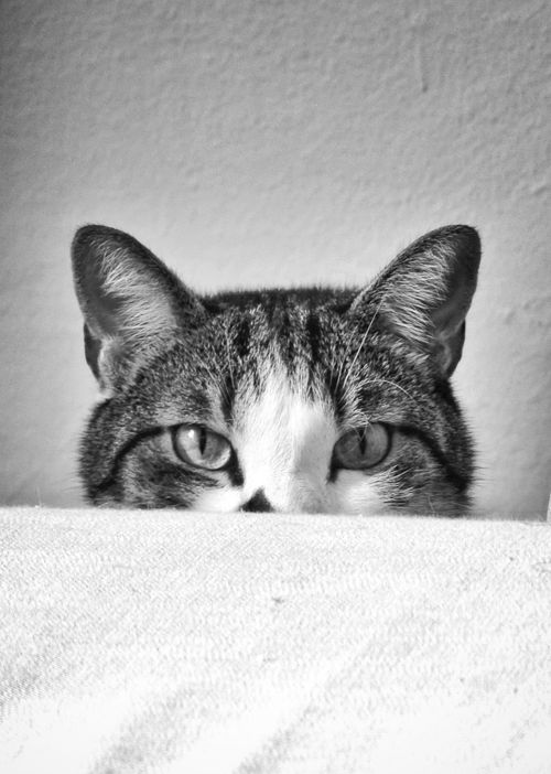 Free Black and white close-up of a cat peeking over a surface with a curious gaze. Stock Photo