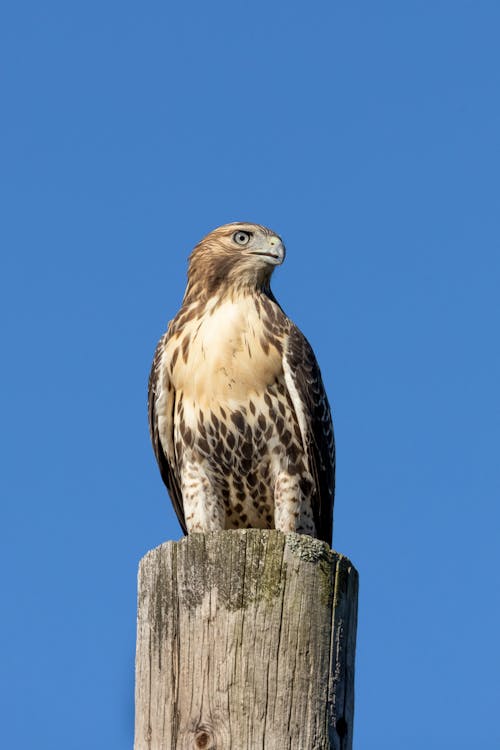 Close-Up Photo of Hawk Perched on Wood