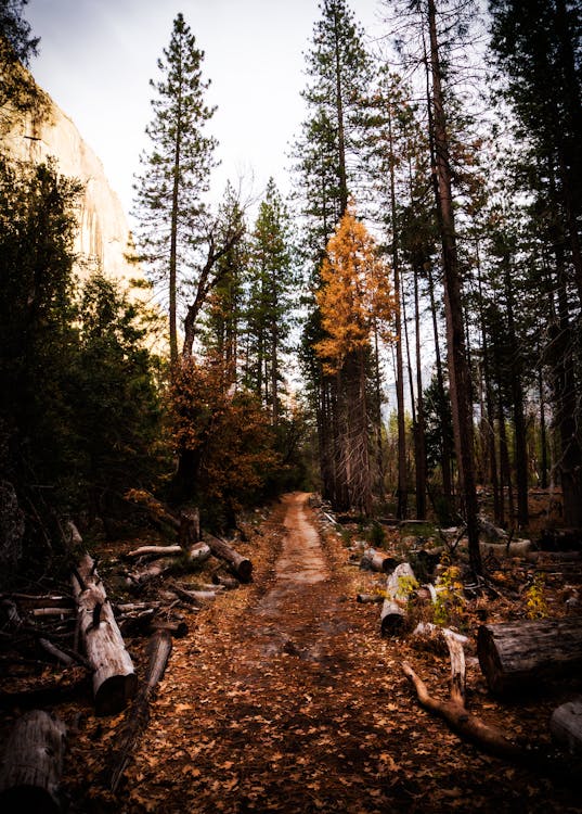 Pathway Surrounded by Logs