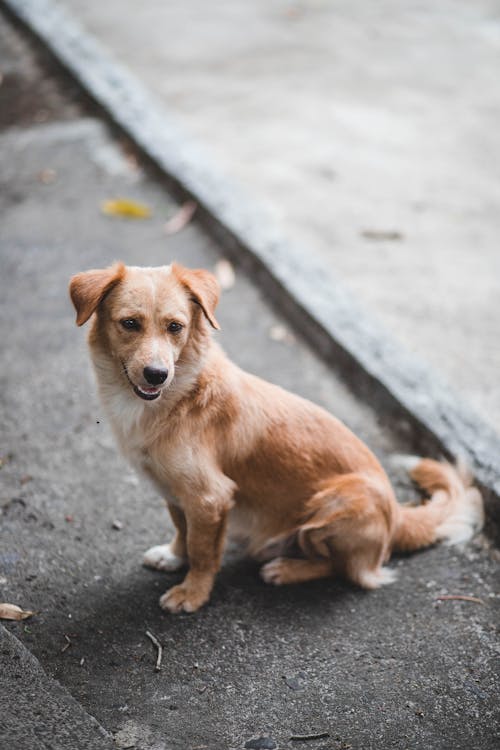 Kostenlos Kurzbeschichteter Brauner Hund, Der Auf Dem Boden Sitzt Stock-Foto