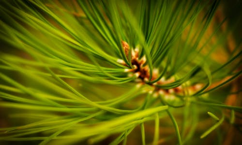 Základová fotografie zdarma na téma borovice, jehličí borovice, stromy
