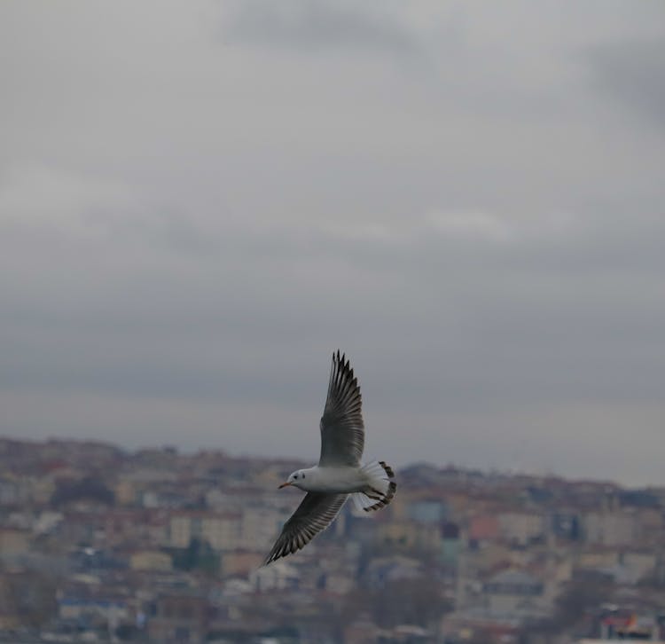 Seagull Flying In The Sky