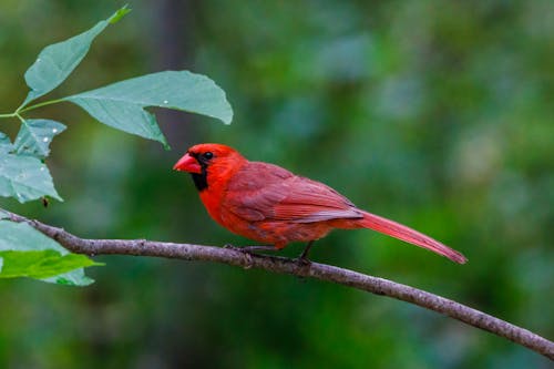 A Close-Up Shot of a Northern Cardinal