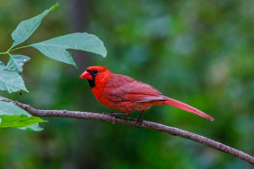 Free Close-up of a northern cardinal bird perched on a branch. Stock Photo