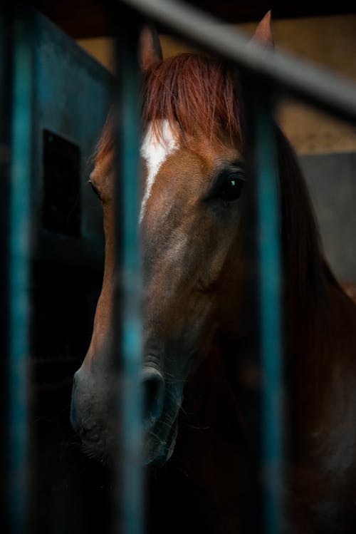 Δωρεάν στοκ φωτογραφιών με άλογο, γκρο πλαν, επιβήτορας