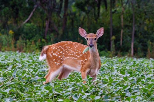 Free A White-Tailed Deer Eating a Leaf Stock Photo