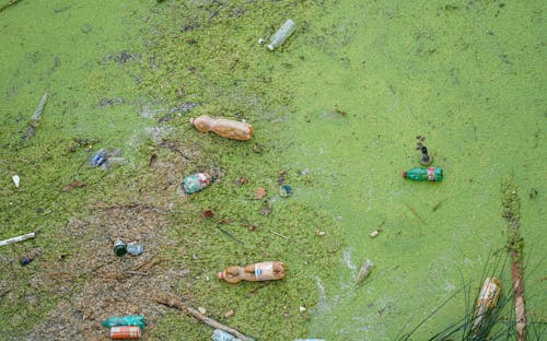 Free  Plastic Waste Bottles on Green Moss Stock Photo