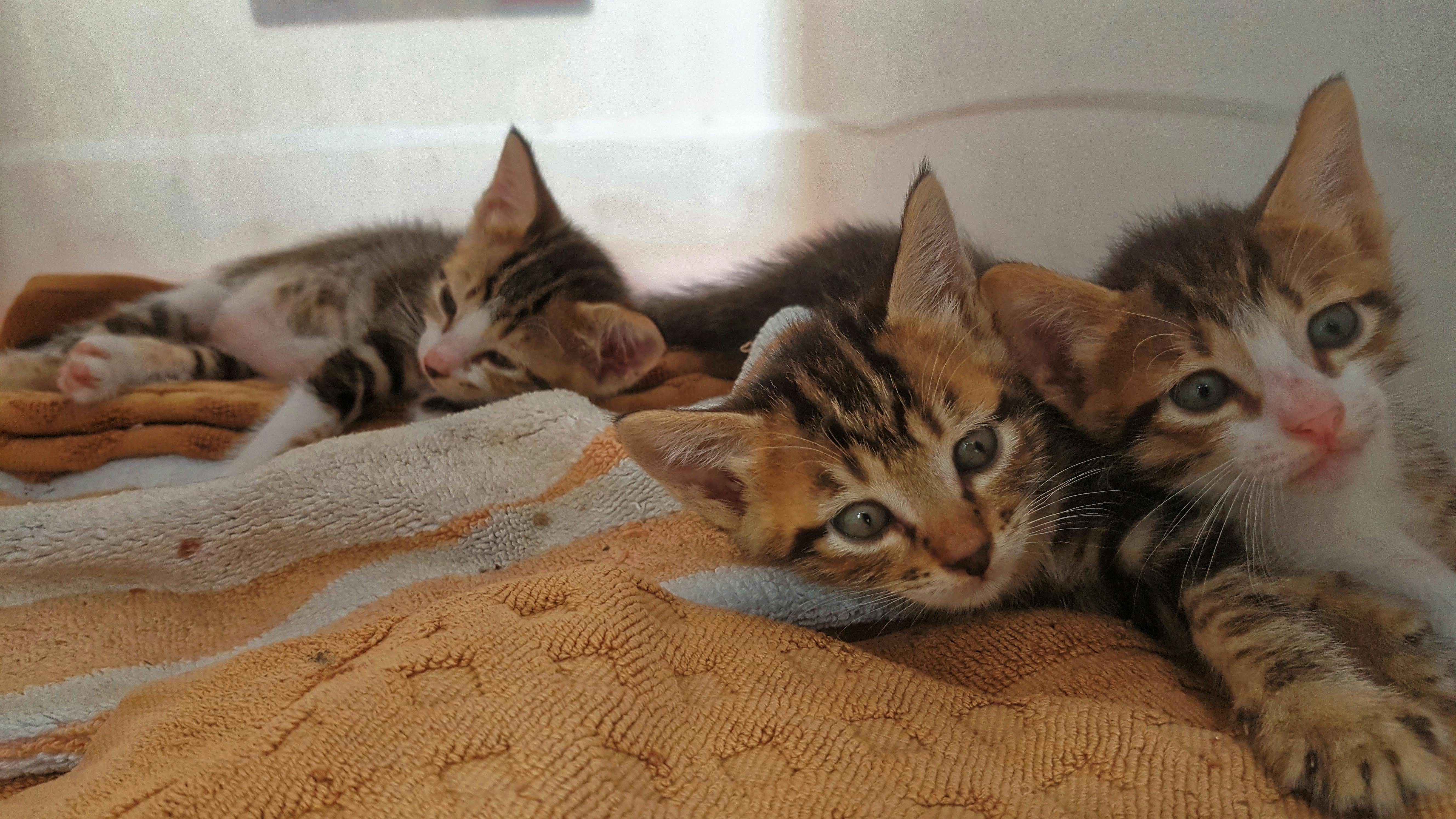 Free stock photo of cute animals, kittens