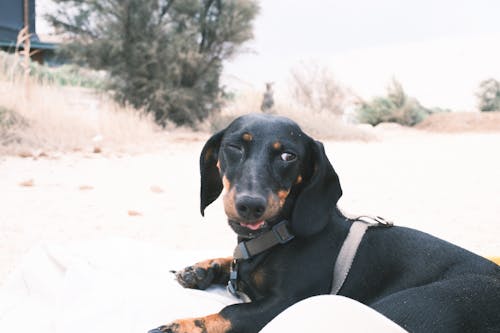 Free stock photo of animals, beach, beach dog
