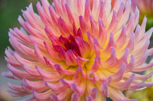 Close-Up Shot of a Blooming Dahlia Flower