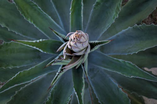 Close-Up Shot of Growing Agave Plant