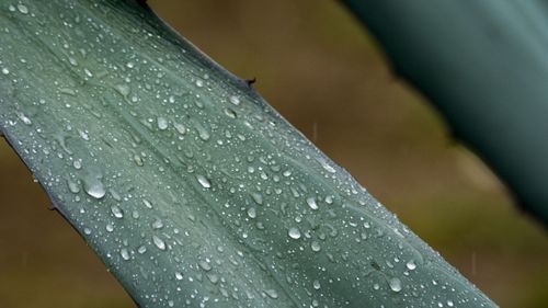 Free Penca Stock Photo