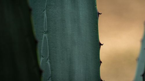 Free Penca 2 Stock Photo