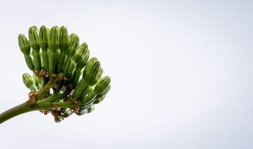 Free Floración de quiote Stock Photo