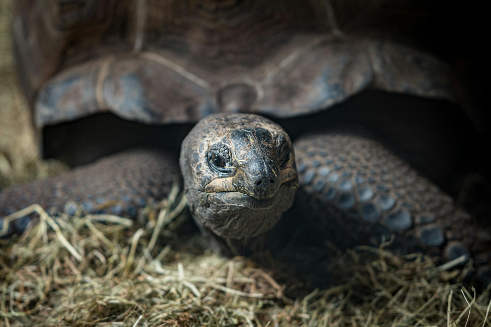 Close-Up Shot of Galapagos Giant Tortoise