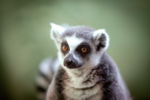Close-Up Shot of Lemur