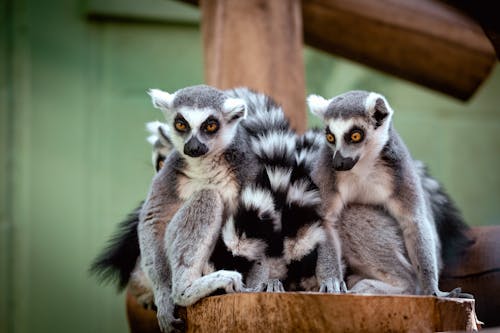Fotobanka s bezplatnými fotkami na tému lemury, roztomilý, zväčšenie