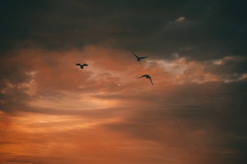 Free A silhouette of birds flying against a dramatic sunset sky, capturing serene nature. Stock Photo