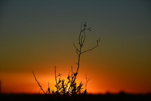 Free A Slihouette of a Plant During Sunset Stock Photo